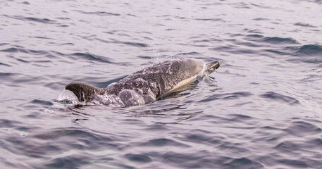 Obraz premium Common dolphin, Azores islands wildlife, whale watching.