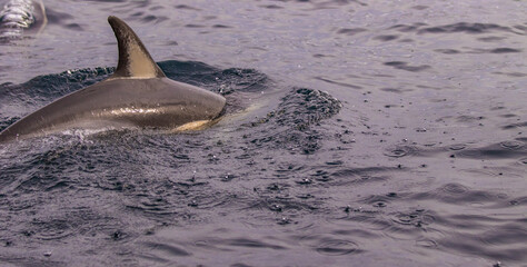 Obraz premium Common dolphin, Azores islands wildlife, whale watching.