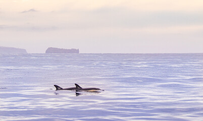 Common dolphin, Azores islands wildlife, whale watching.