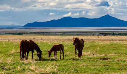 Horses graze on the field, eat green grass, ranch in Utah