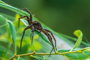 Detailed close up of a large female raft spider
