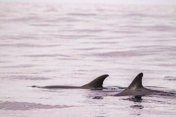Common dolphin, Azores islands wildlife, whale watching.