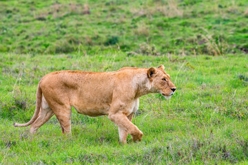 Lioness or Panthera Leo walks in green savannah