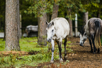 Konik, forest horse, hybrid of wild tarpan and domestic horse © olgagorovenko