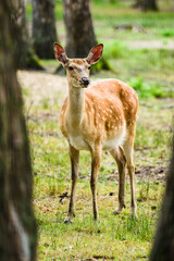 Young Dappled deer standing in forest