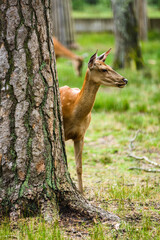 Young Dappled deer standing in forest