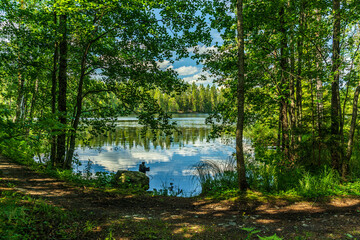 Lush green lakeside view from a sunny summer Sweden
