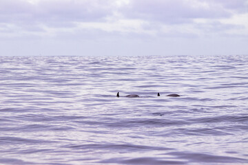 Fototapeta premium Common dolphin, Azores islands wildlife, whale watching.