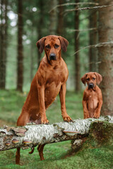 Cute rhodesian ridgeback and puppy in forest. Mother and child.