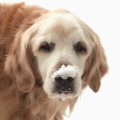 USA, Indiana, Carmel. Golden retriever with snow on the end of his nose.