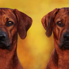 Two half dog faces, close up portraits of two Rhodesian Ridgeback, family members, mother and child, similar and different