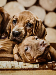 two adorable rhodesian ridgeback puppies playing on wooden background