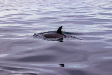 Fototapeta premium Common dolphin, Azores islands wildlife, whale watching.