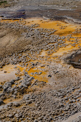 Algae-bacterial mats. Hot thermal spring, hot pool in the Yellowstone NP. Wyoming, US