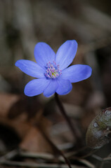 Liverwort - Hepatica nobilis, Blue flower medicinal, used in diseases of the liver and gallbladder.