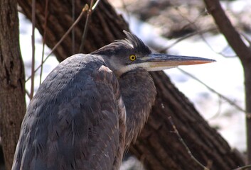 Fototapeta premium Blue heron in winter park 