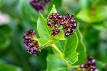 Close up of Vincetoxicum funebre flowers bud in nature