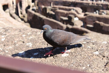 Taube auf dem Kolosseum in Rom