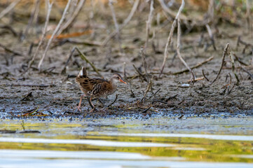 Close up of water rail running along the edge of the swamp