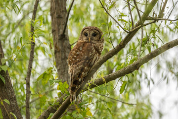 USA, Louisiana. Barred owl in tree.