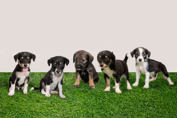 five puppies on the grass with negative space