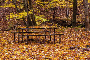 autumn leaves covered forest floor in Western Maryland