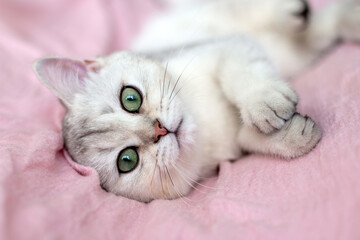 A adorable white british kitten with blue eyes lies on its back on a pink textile - Powered by Adobe