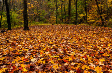 autumn leaves covered forest floor in Western Maryland