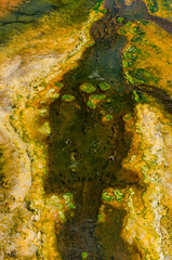 Algae-bacterial mats. Hot thermal spring, hot pool in the Yellowstone NP