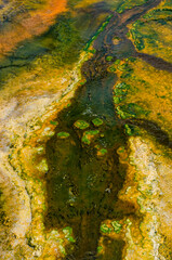 Algae-bacterial mats. Hot thermal spring, hot pool in the Yellowstone NP