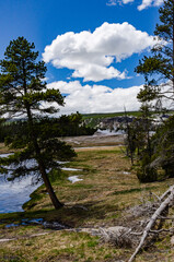 Dead trees from hydrogen sulfide gases in the Valley of the Yellowstone NP, Wyoming US