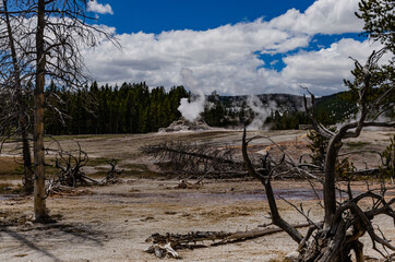 Fototapeta na wymiar Dead trees from hydrogen sulfide gases in the Valley of the Yellowstone NP, Wyoming USA