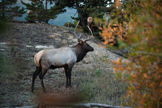 Elk In Nature 3