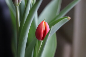 red tulips on black background