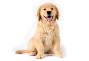 smiling golden retriever puppy with pearls necklace on white background