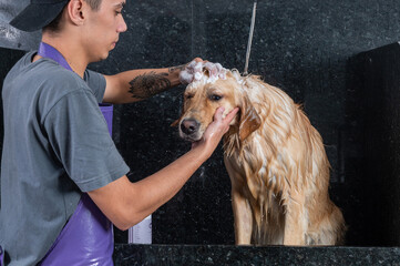 golden retriever dog having a bath with a pet groomer