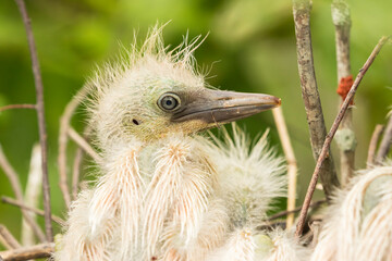 USA, Louisiana, Miller's Lake. Little blue heron chick in nest.