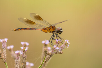 USA, Louisiana, Miller's Lake. Dragonfly on flower.