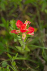 Indian Paintbrush Portrait