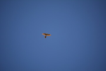 halcon esmerijon  a pleno vuelo