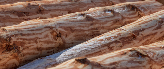 A row of logs lies on the ground