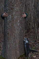 A man's hands grabbed a tree trunk. The cat is crawling in a tree.