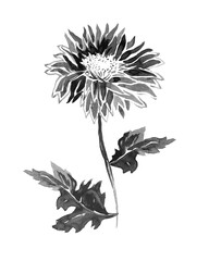 Full bloom and leaves of Flower Chrysanthemum isolated on white. Halftone watercolor freehand sketch. Monochrome hand drawn element for floral design, created hand made greeting card, poster, 