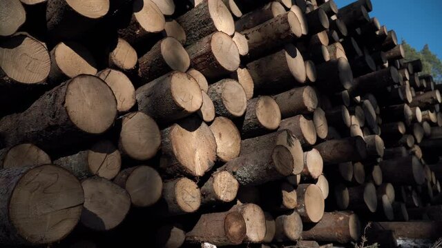 A stack of logs. A part of the trunk of a tree that has been cut off. Timber industry. Cutting area near the road. Lumberjacks cut down trees in the forest. Wood  products.