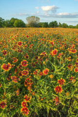 Fototapeta na wymiar Field of Firewheel Flowers