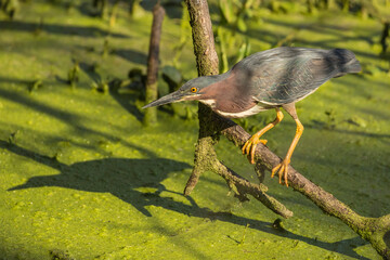 USA, Louisiana, Atchafalaya National Heritage Area. Black-crowned night heron fishing in Lake Martin.