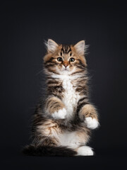 Naklejka na ściany i meble Gorgeous brown tabby Siberian cat kitten, sitting facing front on hind paws like meerkat or teddy bear. Looking straigth to camera with mesmerising eyes. Isolated on black background.
