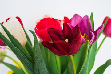 Bouquet of red, pink, purple and whte tulips in glass vase. White wall. Beautiful spring flowers. Close-up.