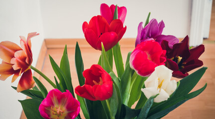 Bouquet of red, pink, purple and whte tulips in glass vase. White wall. Beautiful spring flowers. Close-up.