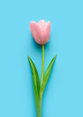 Pink tulip on a blue background. Concept of holiday, easter, mothers day